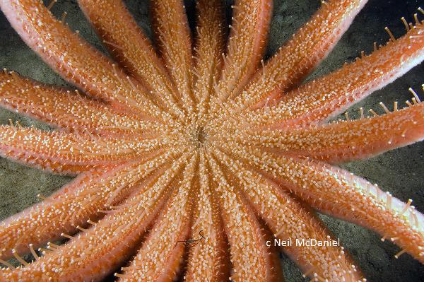 Photo of Pycnopodia helianthoides by <a href="http://www.seastarsofthepacificnorthwest.info/">Neil McDaniel</a>